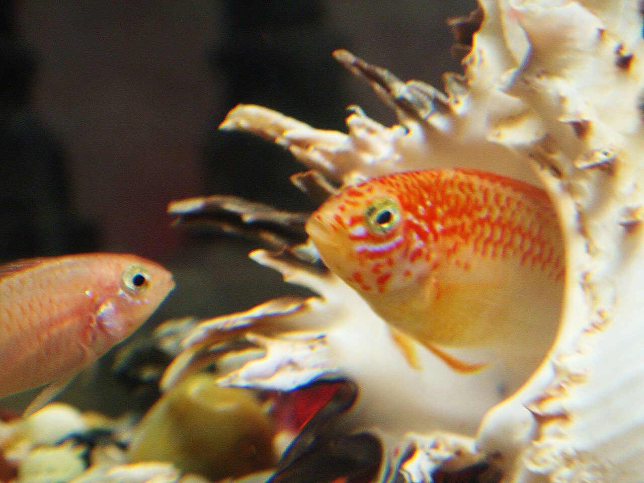 Apistogramme viejita
