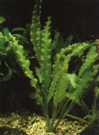 Aponogeton crispé