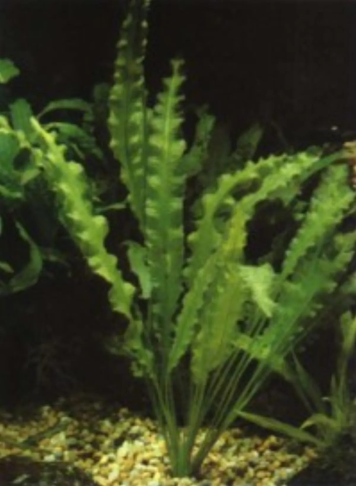 Aponogeton crispé — photo 1 sur 2