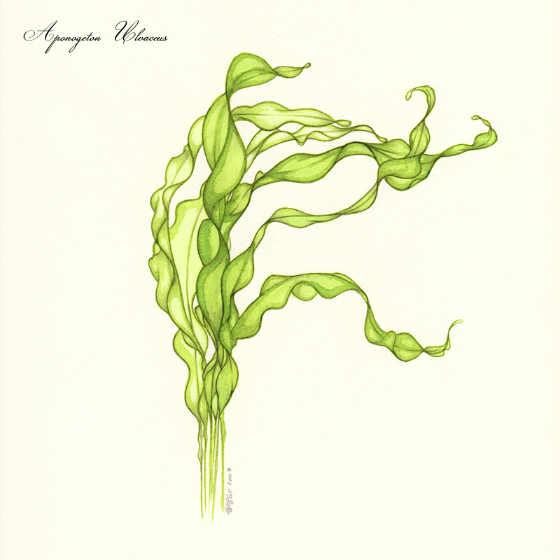 Aponogeton ulve