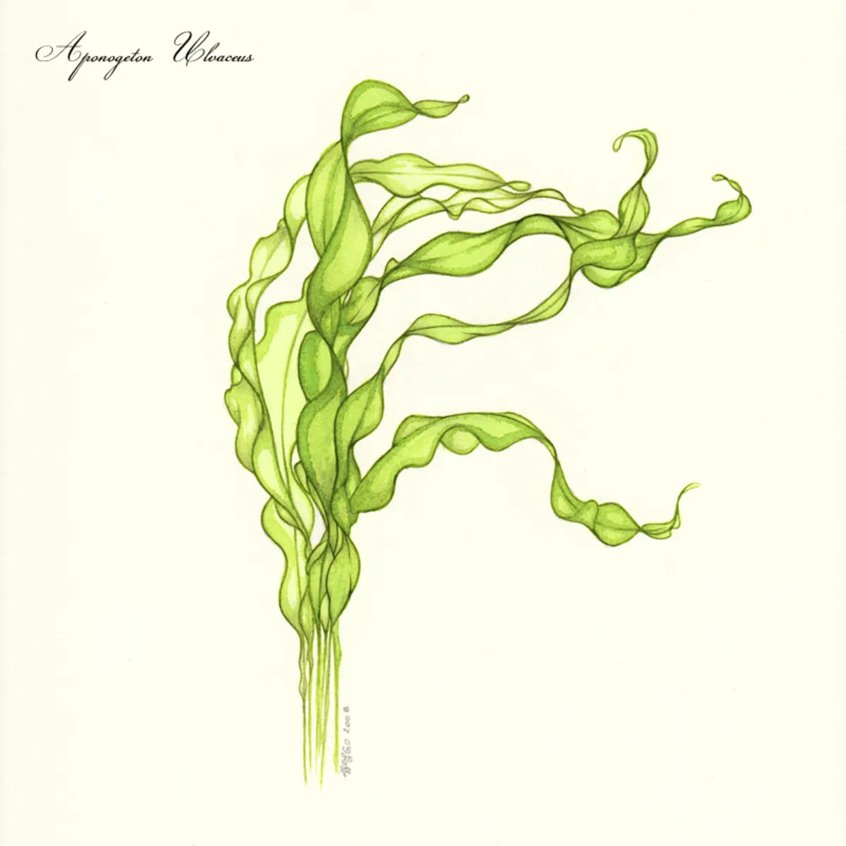 Aponogeton ulve — photo 1 sur 1