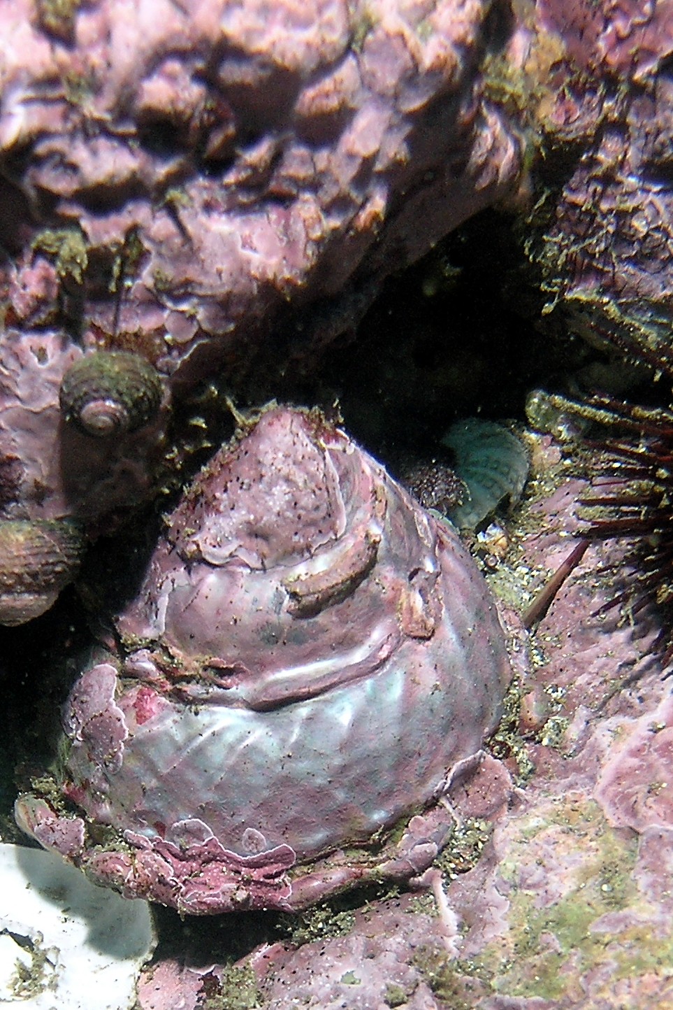 Astraea ondulé