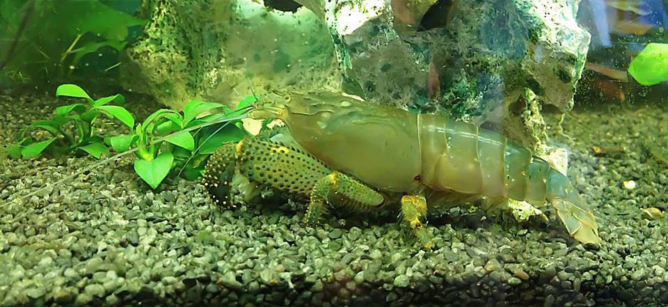 Crevette filtreuse africaine