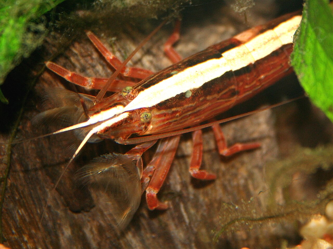 Crevette bambou