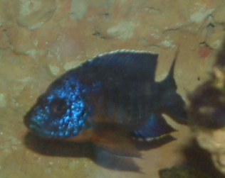 Paon de Hans Baensch