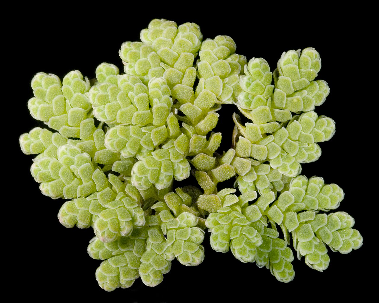 Azolle