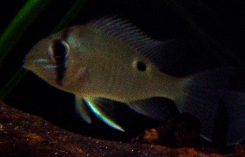 Biotodoma cupidon