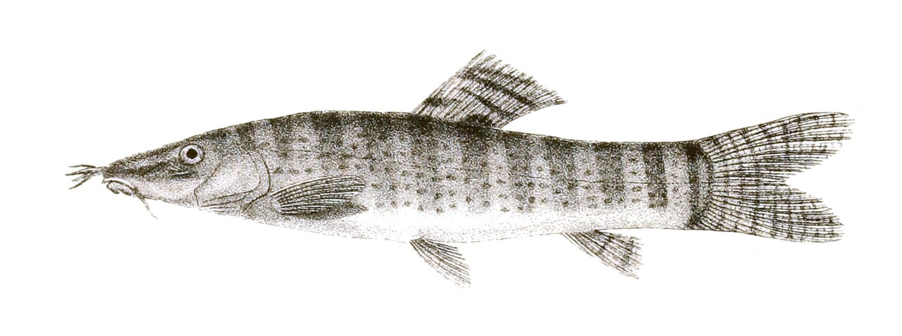 Loche de Berdmore