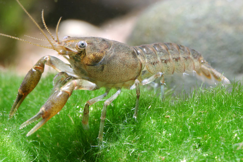 Écrevisse naine de Louisiane