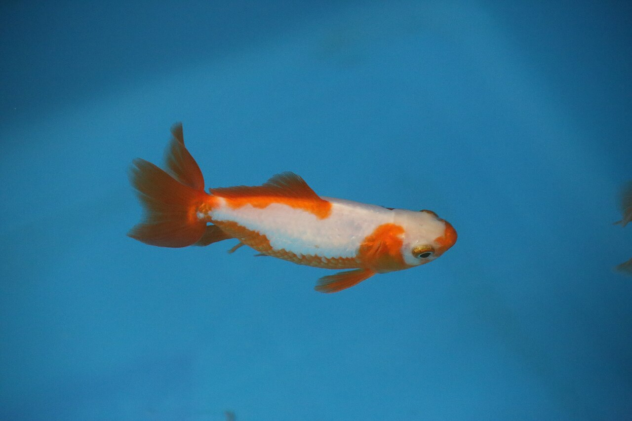 Poisson rouge
