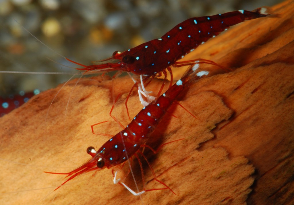Crevette cardinal