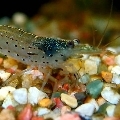 Crevette Amano