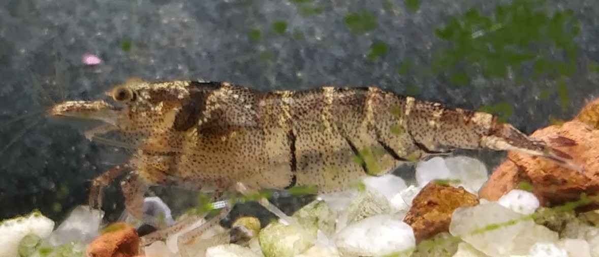Crevette de Parepare