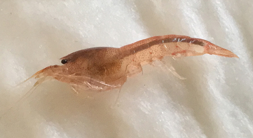 Crevette malaisienne