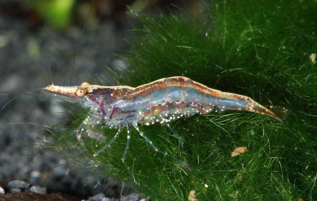 Crevette de Sulawesi