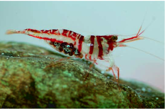 Crevette éponge
