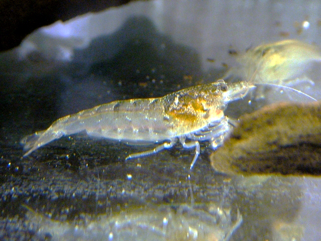 Crevette typus