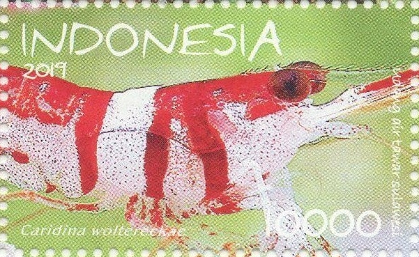 Crevette de Woltereck