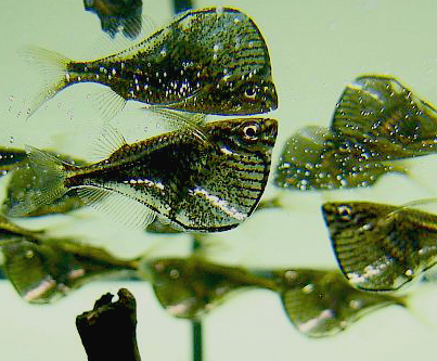 Poisson-hachette de Martha