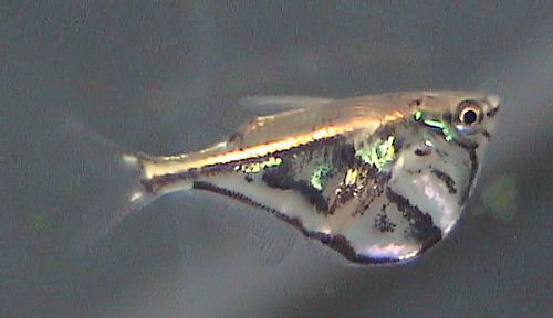 Poisson-hachette marbré