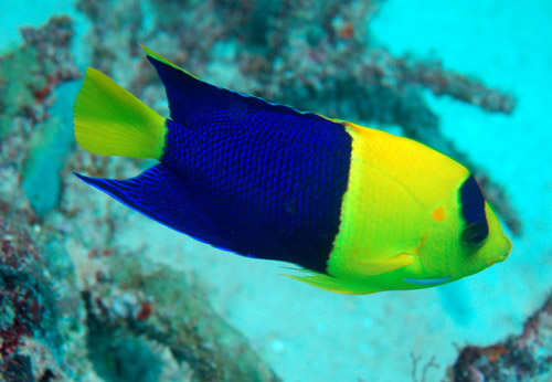 Poisson-ange bicolore