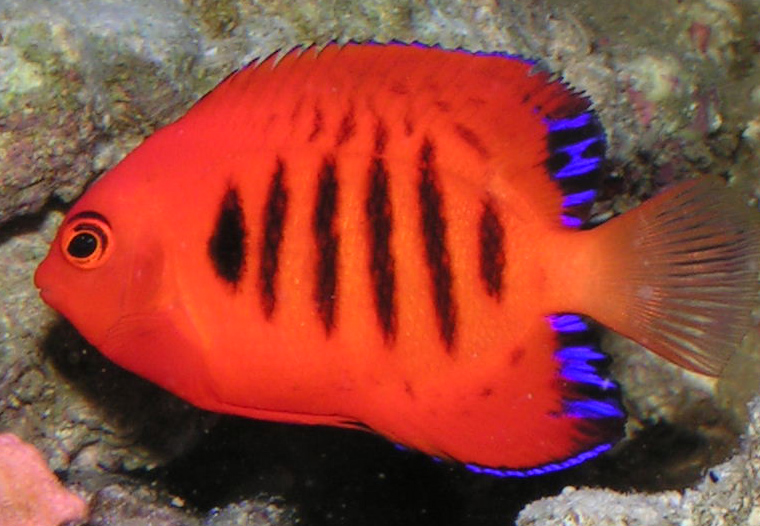 Poisson-ange flamme