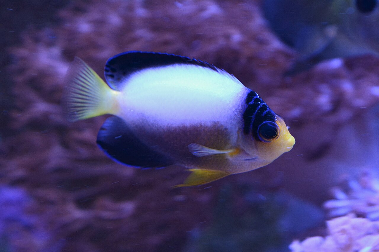 Poisson-ange multicolore