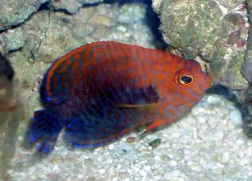 Poisson-ange de Potter
