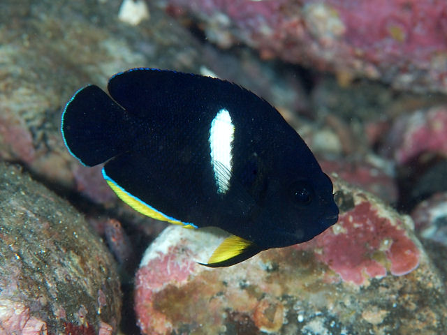 Poisson-ange à trou de serrure