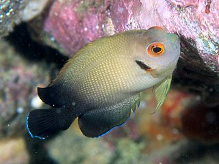 Poisson-ange perlé