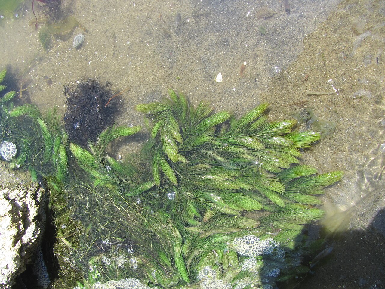 Cornifle submergée