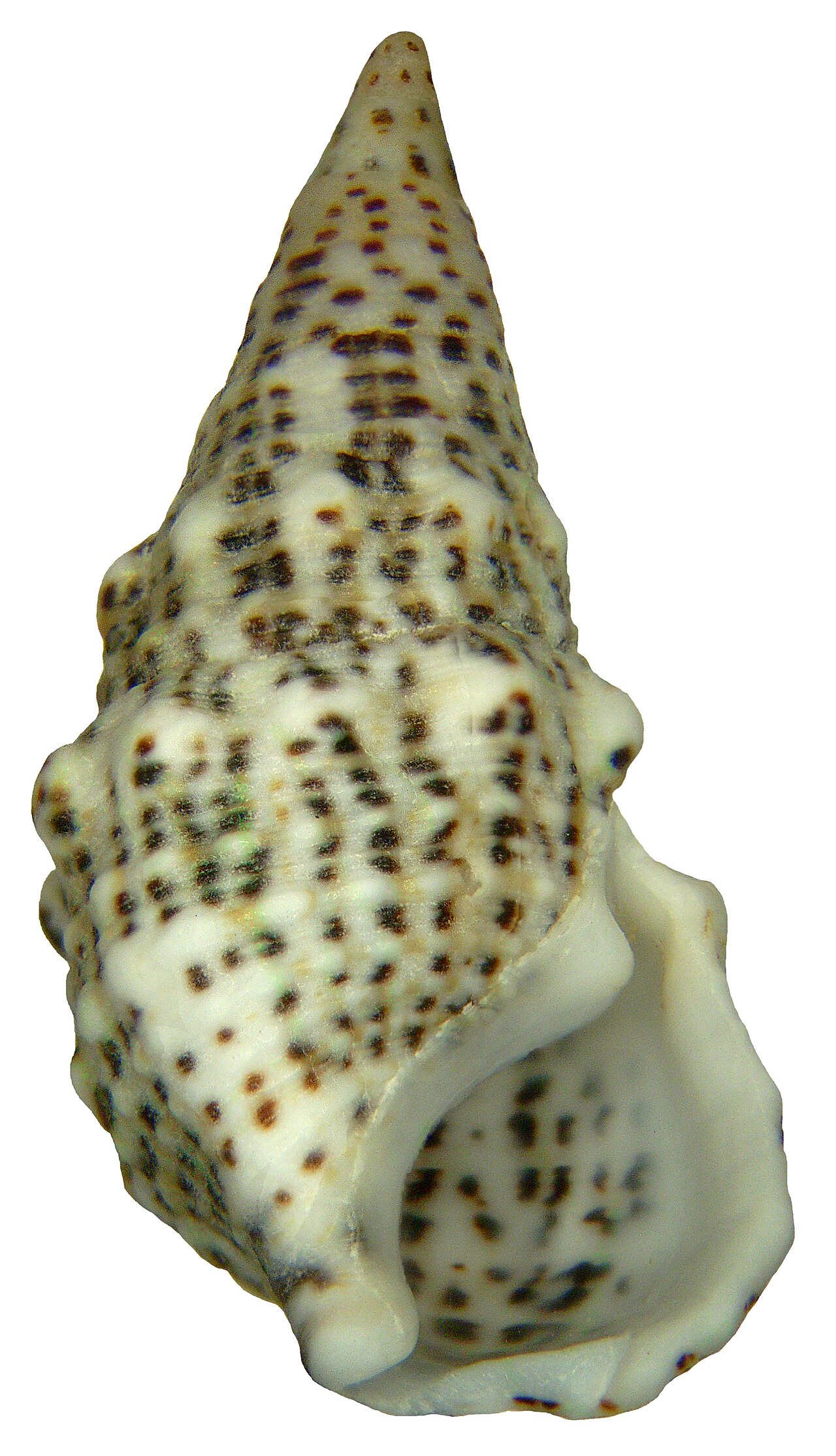 Cérithe