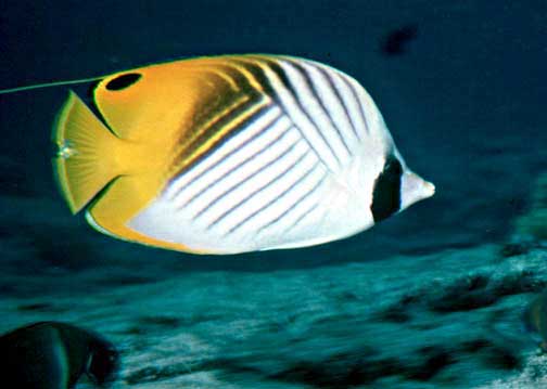 Poisson-papillon cocher