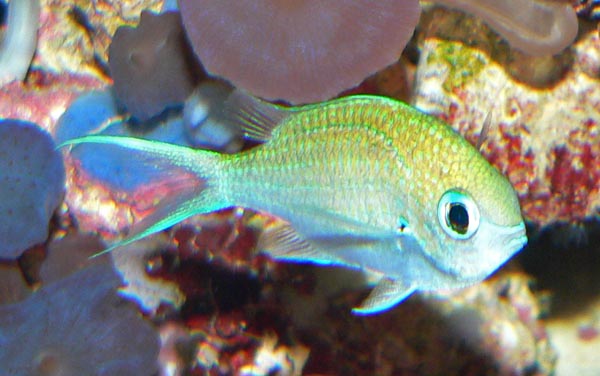 Demoiselle verte