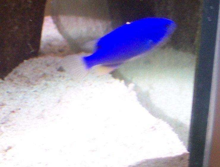 Demoiselle bleue