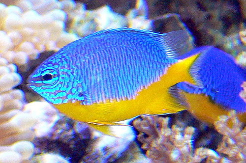 Demoiselle azur
