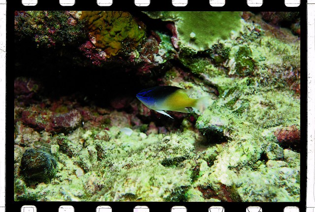 Demoiselle de Rolland
