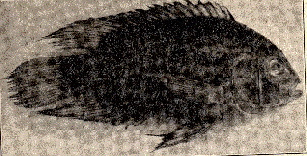 Cichlasoma à deux taches