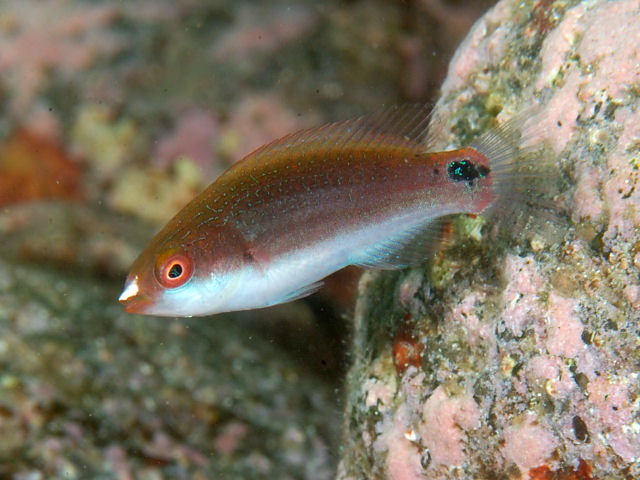 Girelle à flancs bleus
