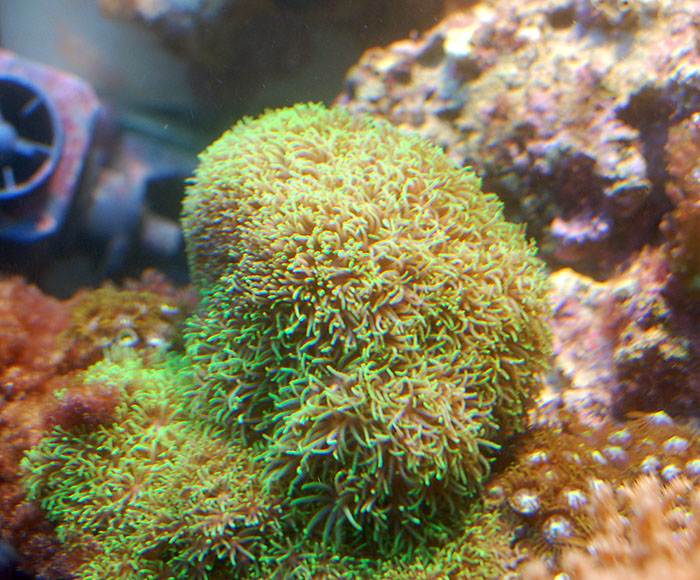 Clavulaire verte