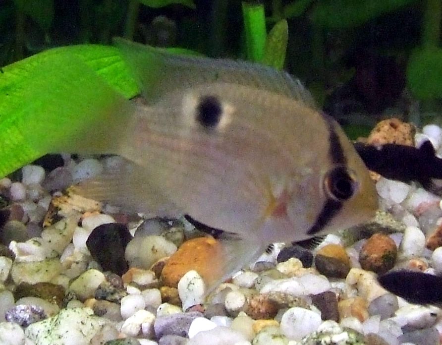 Cleithracara maroni