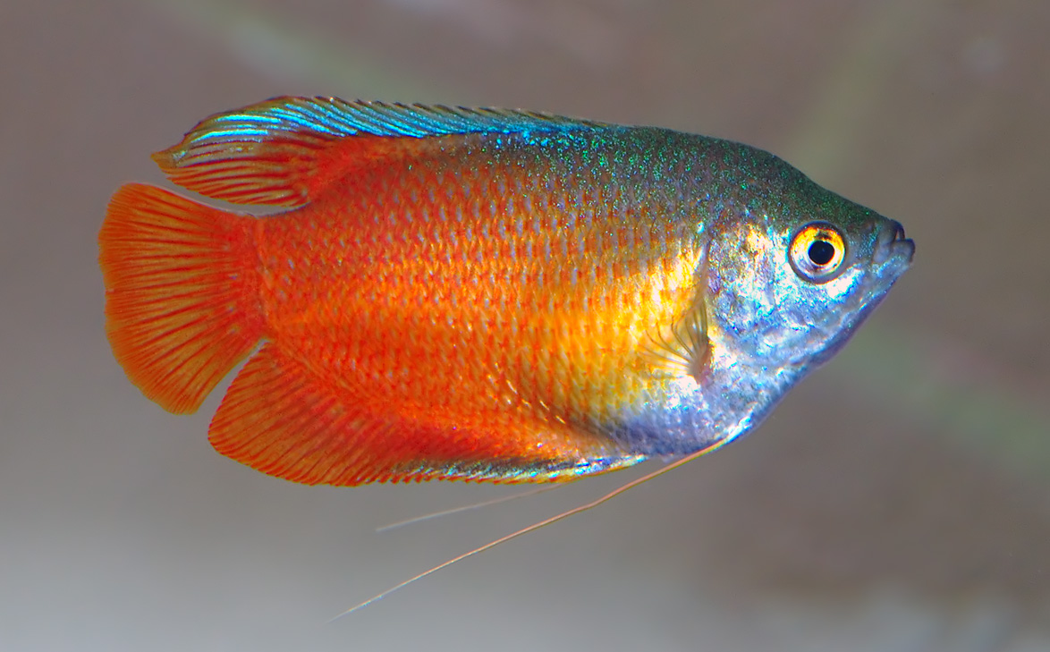 Gourami nain