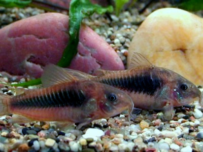 Corydoras bronze