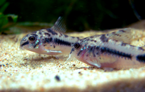 Corydoras nain