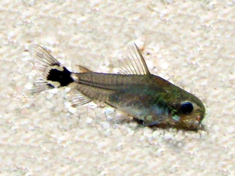 Corydoras nain