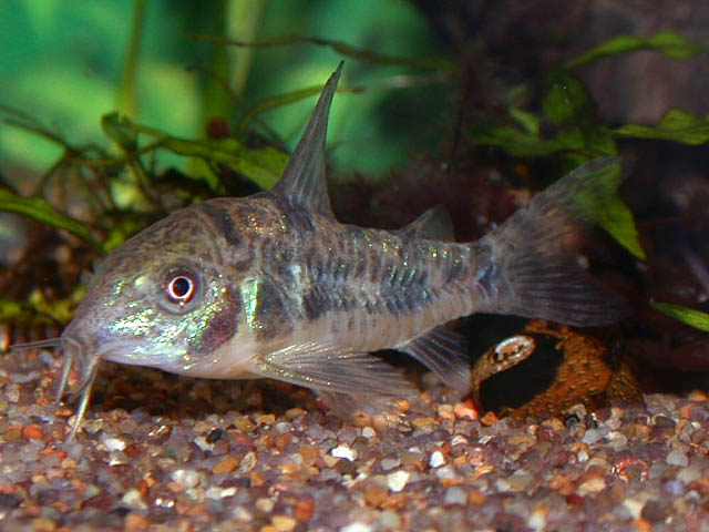 Corydoras marbré