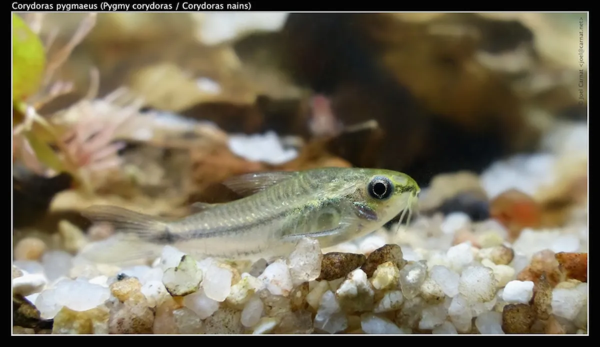 Corydoras pygmée — photo 1 sur 4