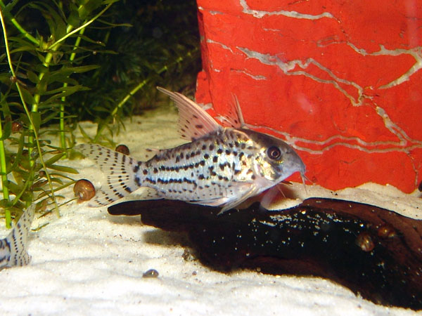 Corydoras de Schwartz