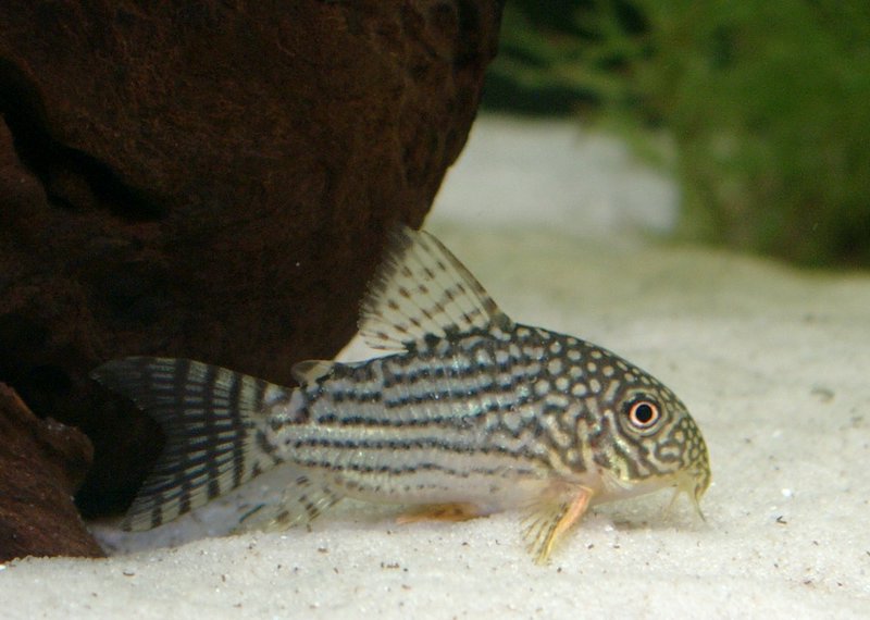 Corydoras de Sterba