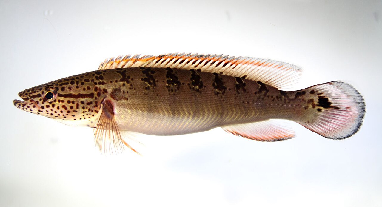 Crenicichla lenticulée